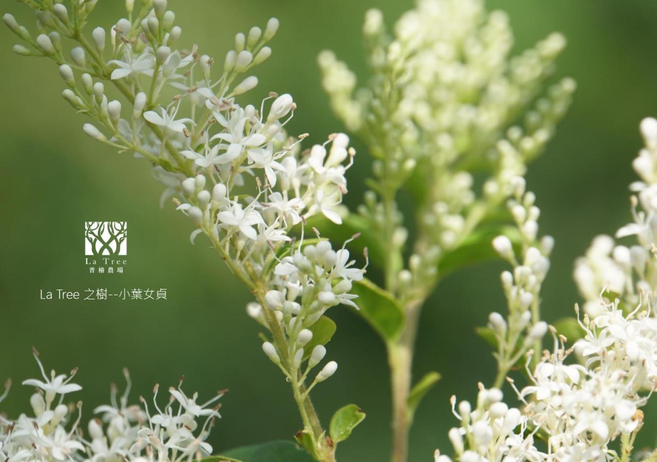 La Tree 普椿農場木子莊園 Donghe Exterior foto
